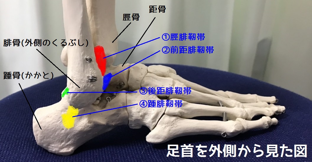 足首の捻挫(足関節内反捻挫)について - 整骨院鍼灸院アシスト